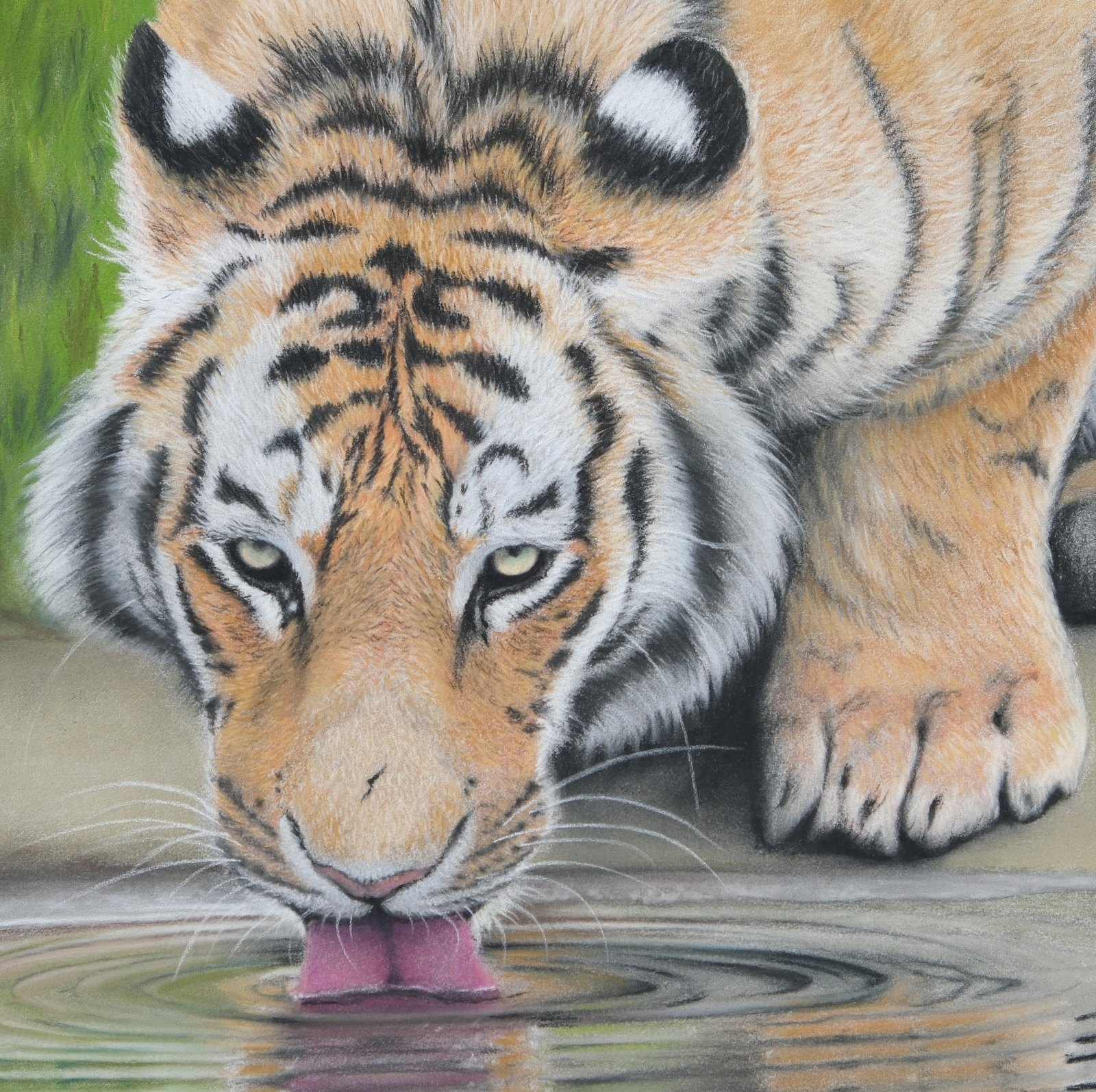 Drinking Tiger — original soft pastel painting by Jaci Hogan, 220 × 220 mm · 445 × 445 mm framed