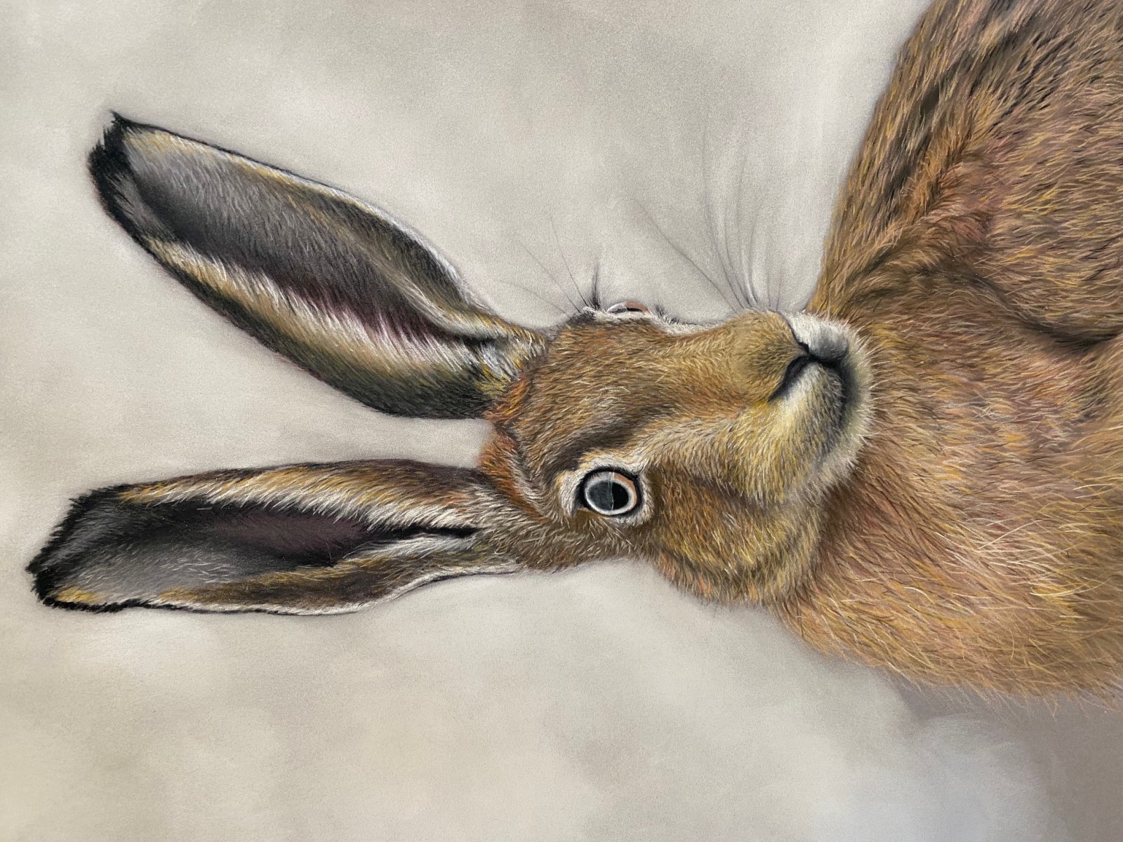 Hare 2 — original soft pastel painting by Jaci Hogan, 290 × 390 mm · 445 × 550 mm framed