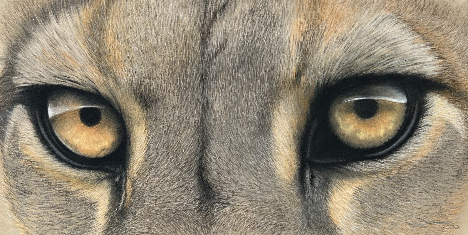 Mountain Lion Eyes — original soft pastel painting by Jaci Hogan