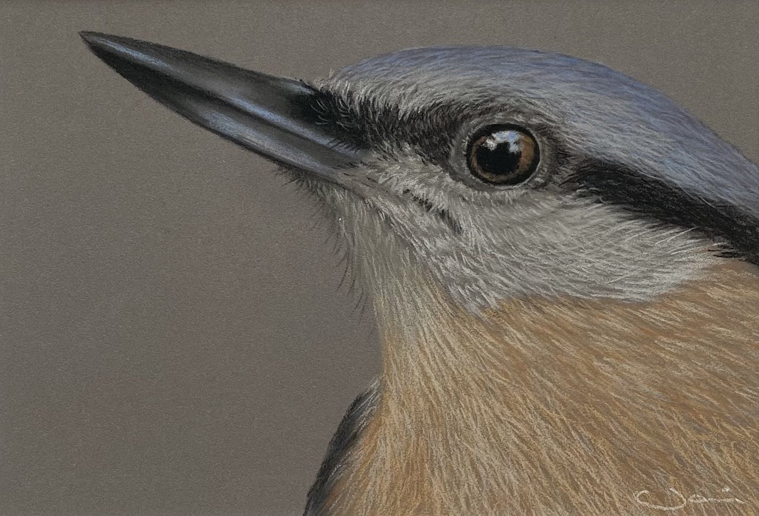 Nuthatch — original soft pastel painting by Jaci Hogan