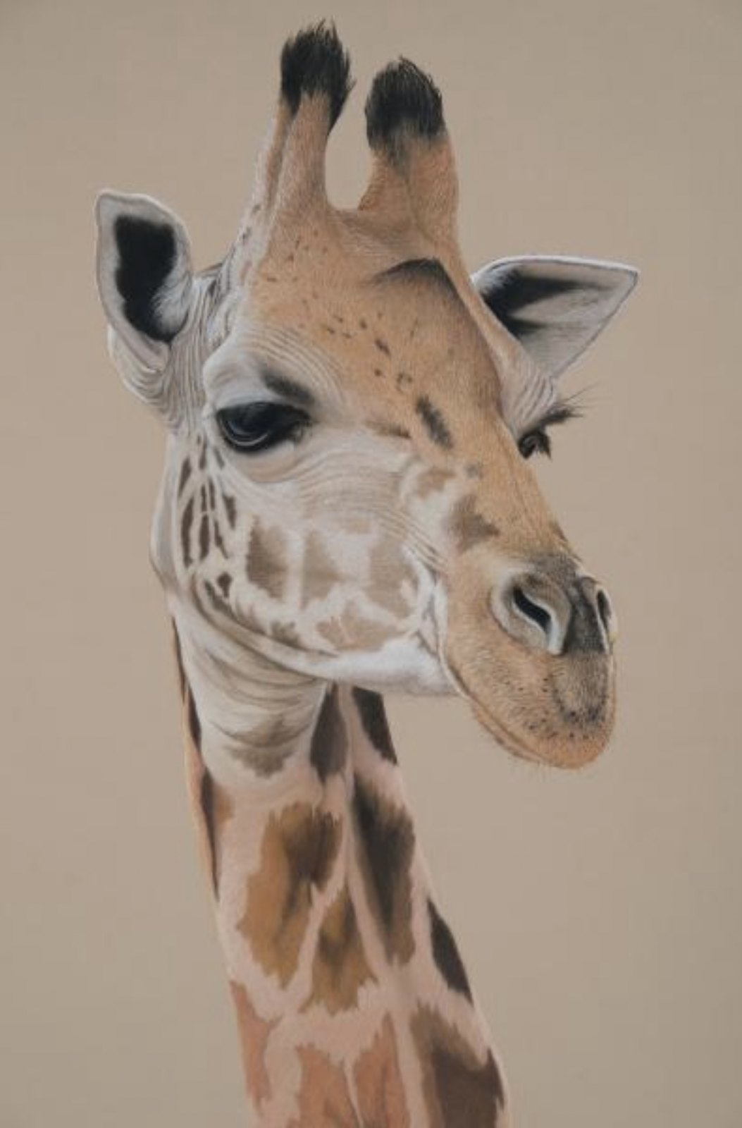 Poised — original soft pastel painting by Jaci Hogan