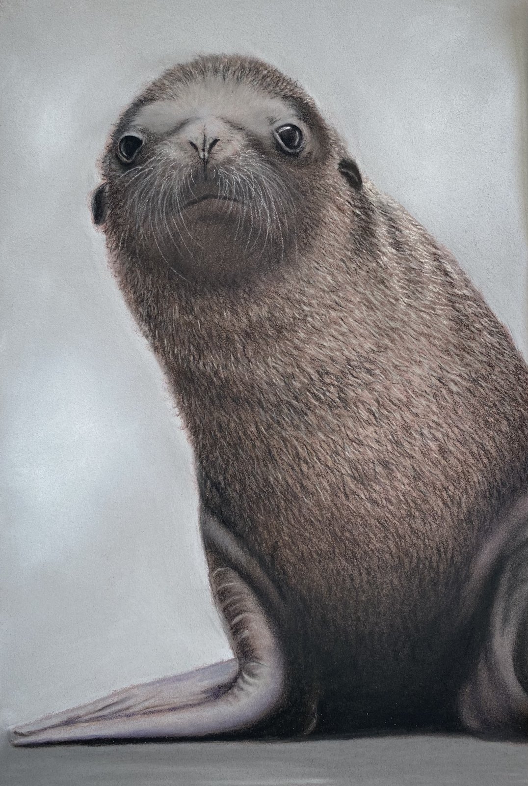 Seal — original soft pastel painting by Jaci Hogan