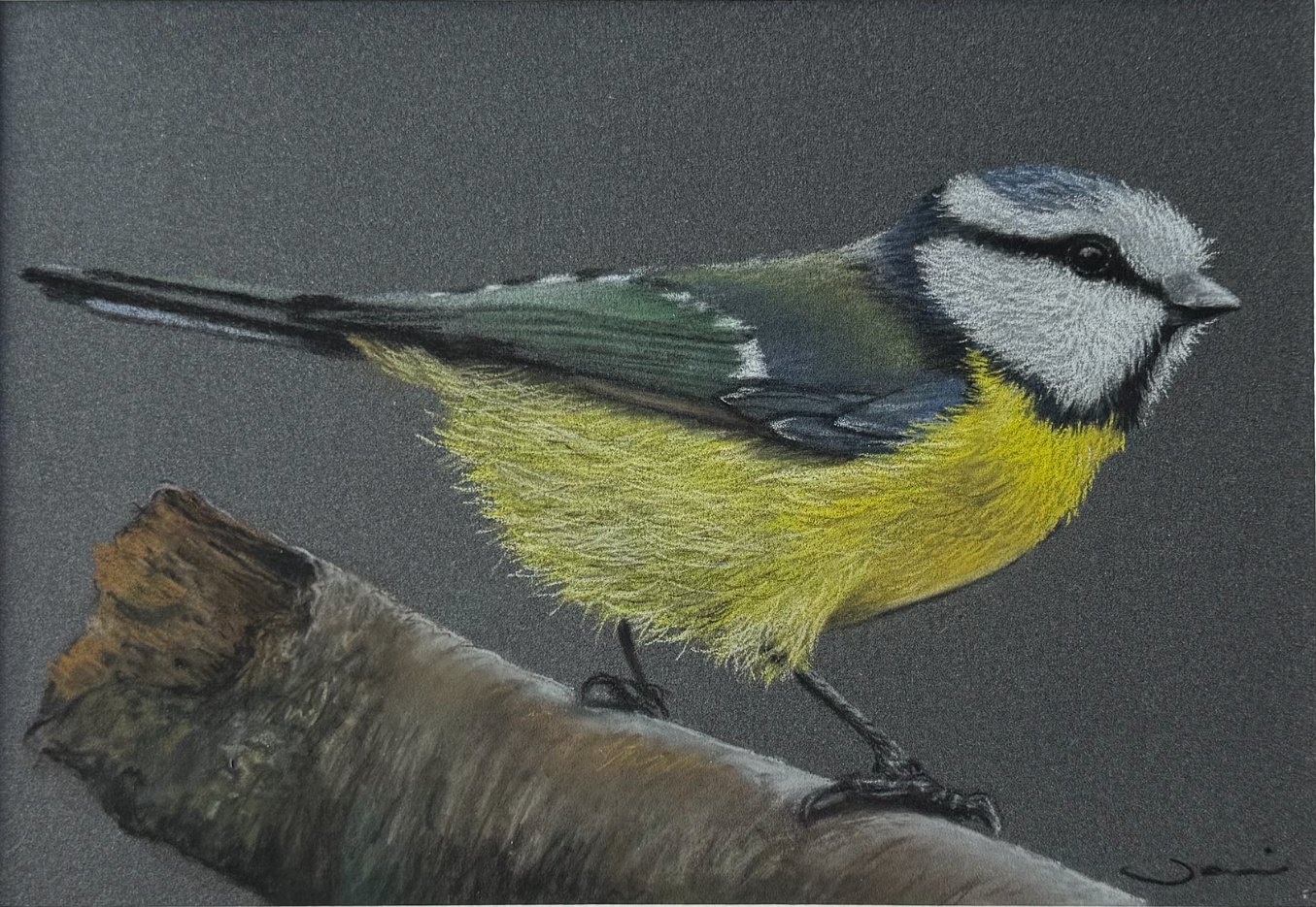 Small Beauty — original soft pastel painting by Jaci Hogan