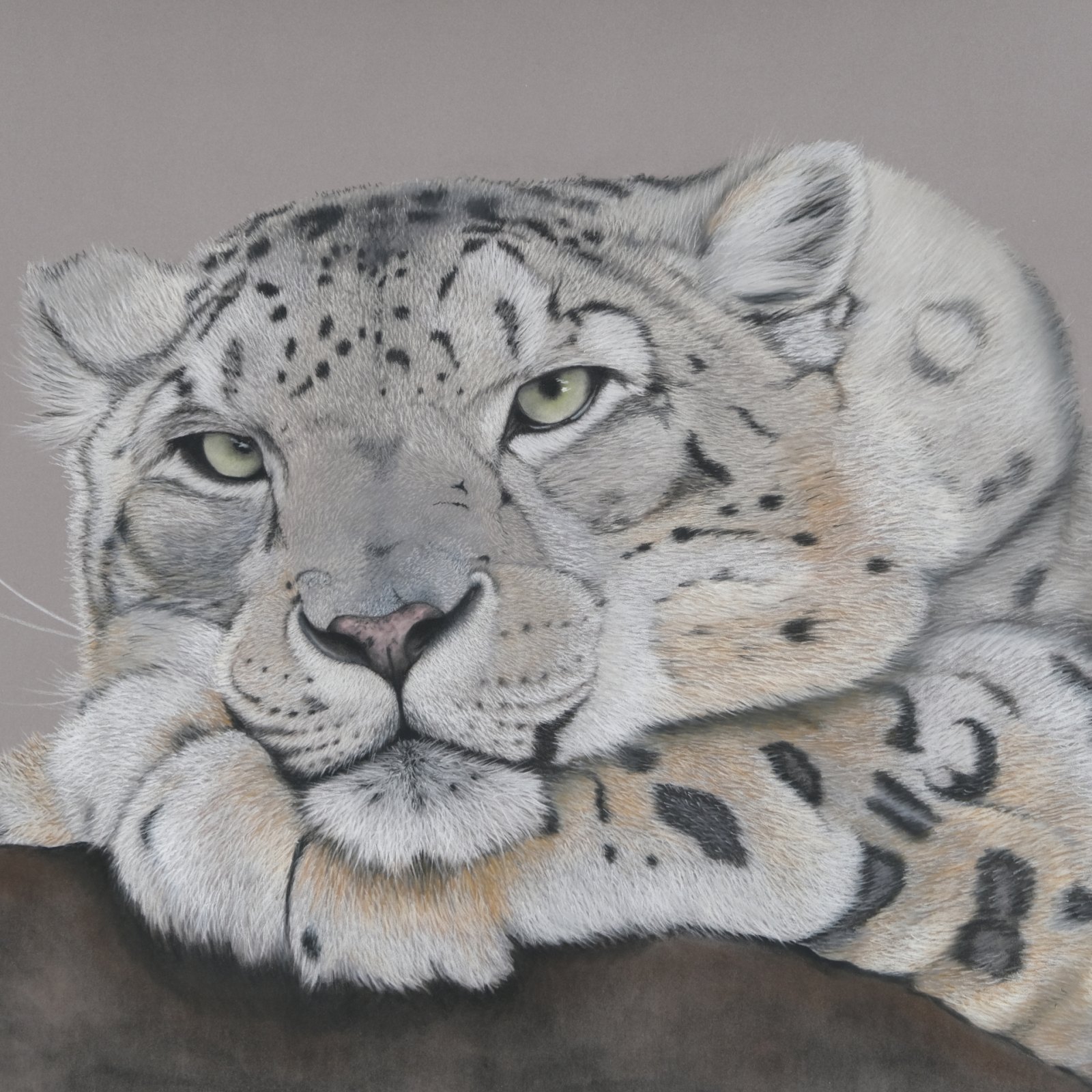 Snow Leopard — original soft pastel painting by Jaci Hogan