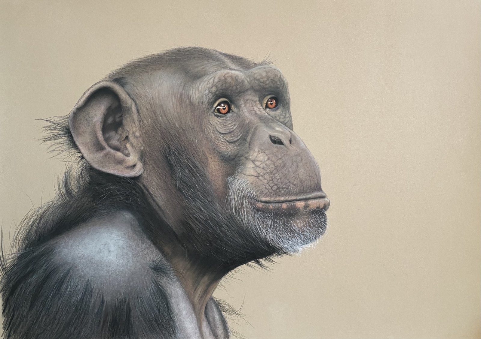 Thoughtful — original soft pastel painting by Jaci Hogan